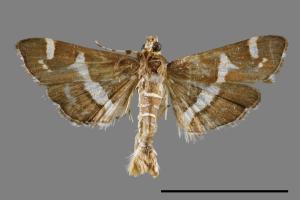 Hymenia perspectalis[00025139]