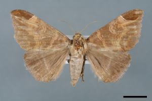 Dysgonia illibata[00005634]