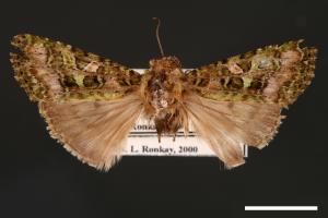 Euplexidia angusta[00001932]