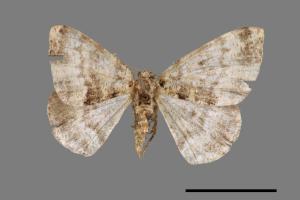 Prochasma dentilinea[齒紋淡黃小尺蛾][00042504]
