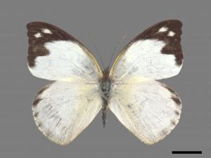 Appias indra aristoxemus[雲紋粉蝶][00060221]