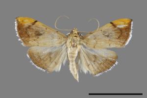 Hyalobathra coenostolalis[00092926]