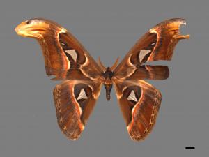 Attacus atlas formosanus[皇蛾][00016295]