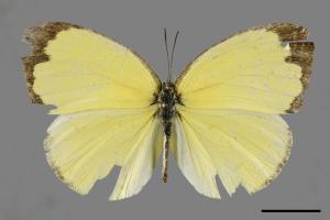 Eurema blanda arsakia[臺灣黃蝶][00094571]