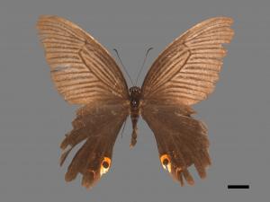 Papilio protenor protenor[黑鳳蝶][00061482]
