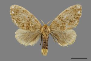 Euproctis inornata[00034268]