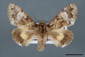 Trisuloides sericea[后夜蛾][00000011]