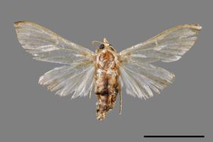 Cirrhochrista spissalis[00044976]