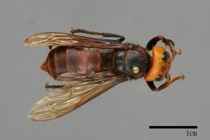 Vespa mandarinia[中華大虎頭蜂][00086064]