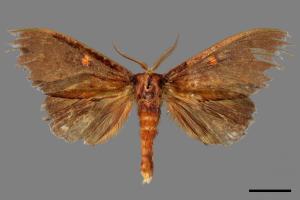 Euhampsonia formosana[黃星凹緣舟蛾][00024886]