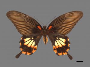 Papilio memnon heronus[大鳳蝶][00013438]