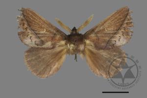 Euthrix ochreipuncta[竹斑毛蟲][00156769]