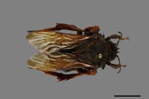 Bombus eximius[精選熊蜂][00074744]