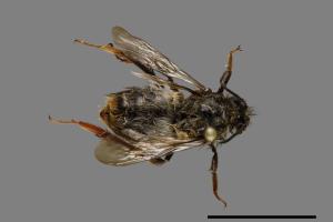 Bombus formosellus[信義熊蜂][00072353]