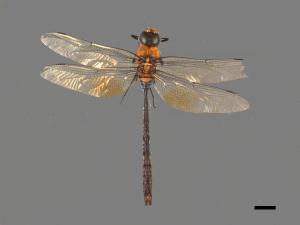 Anax panybeus[麻斑晏蜓][00103182]