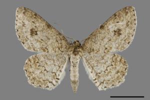 <已分類>Genus：Ectropis[00091460]