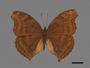 Junonia iphita[黑擬蛺蝶][00013357]