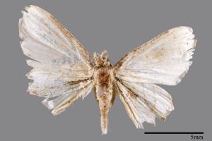 <已分類>Family：Uraniidae[燕蛾科][00051579]