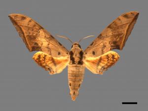 Ambulyx sericeipennis[臺灣鷹翅天蛾][00016677]