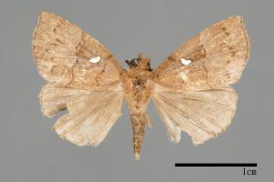 Hypena albopunctalis[00009819]