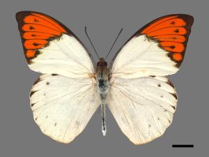 Hebomoia glaucippe formosana[端紅蝶][00015045]