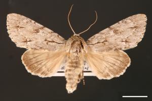 Acronicta gigasa[00000413]