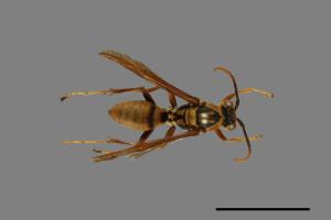 Polistes formosanus[00101133]