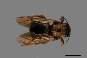 Xylocopa ruficeps[紅胸木蜂][00074779]