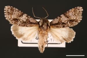 Acronicta digna[00000446]