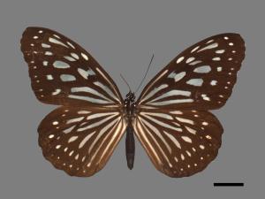 Ideopsis similis[琉球青斑蝶][00061515]