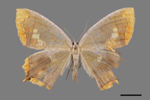 Thinopteryx nebulosa[灰斑黃蝶尺蛾][00044685]