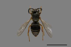 Vespula flaviceps[細黃胡蜂][00073088]