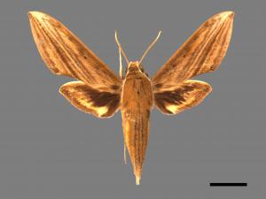 Cechenena minor[背線天蛾][00017901]