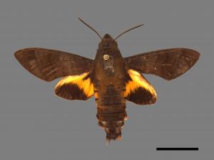 Macroglossum corythus luteata[黃紋長喙天蛾][00089307]