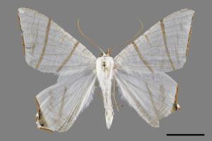 Ourapteryx flavovirens[白帶褐尾尺蛾][00120283]