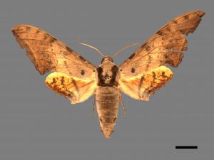 Ambulyx sericeipennis[臺灣鷹翅天蛾][00016732]