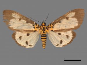 Asota plana lacteata[長斑擬燈蛾][00039797]