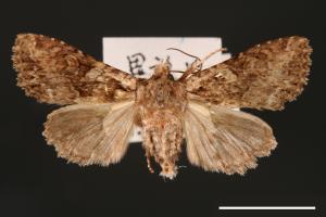 Nyctyciomorpha plagiogramma[00001665]