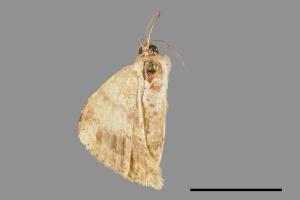 Luxiaria mitorrhaphes[雙斑鈎尺蛾][00055351]