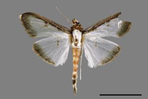 Sisyrophora pfeifferae[00026771]