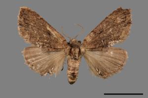 Lophontosia fusca[後角斑舟蛾][00090776]