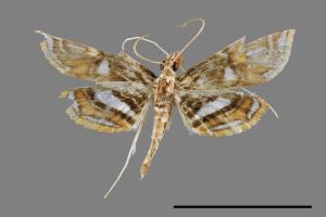 Paracymoriza cataclystalis[00064014]