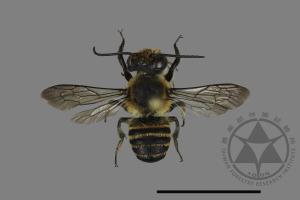 <已分類>Genus：Megachile[切葉蜂屬][00169742]