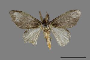 Liparopsis postalbida[中灰舟蛾][00045149]