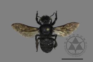 Megachile atrata[00197160]