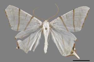 Ourapteryx flavovirens[白帶褐尾尺蛾][00119867]