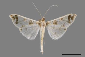 Polythlipta maceratalis[00024599]