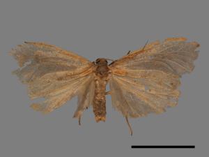 Gampola fasciata[曲苔蛾][00053504]