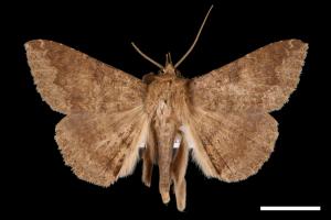 Ericeia inangulata[00030968]