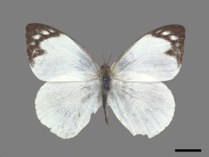 Appias indra aristoxemus[雲紋粉蝶][00027272]